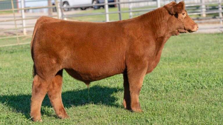 TAG 194 STEER