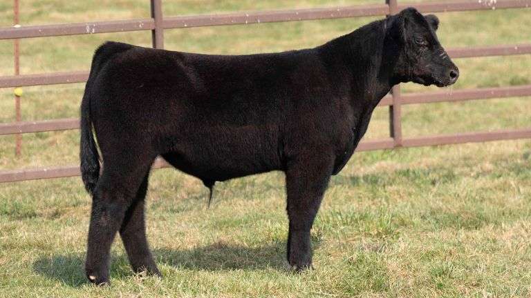 TAG 21 STEER
