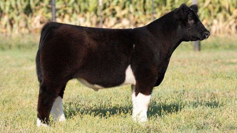 TAG 84 STEER