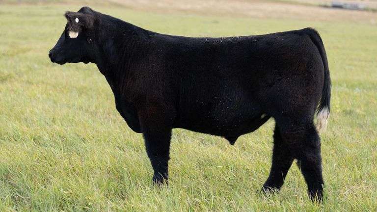 TAG 48 STEER