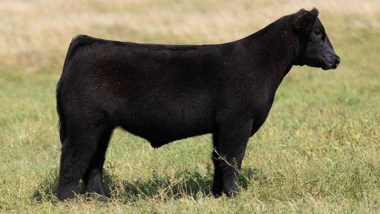 TAG 36 STEER