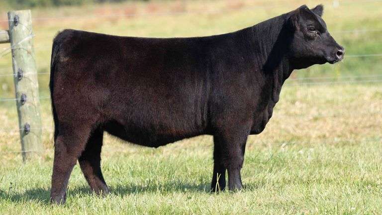 TAG 26 HEIFER
