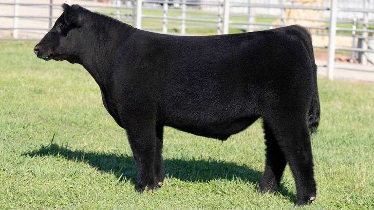 TAG 3 STEER