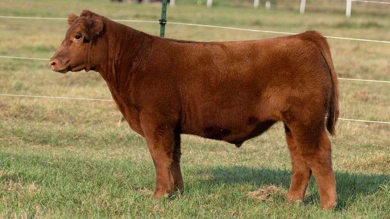 TAG 26 STEER
