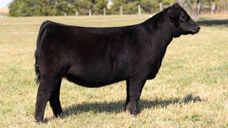 TAG 16 SIM-SOLUTION HEIFER