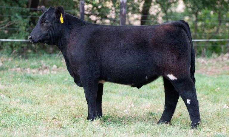 TAG 20 STEER