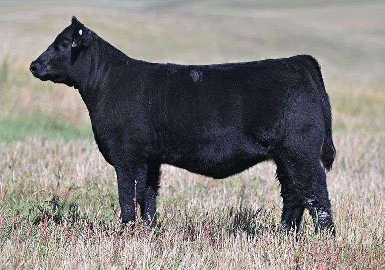 TAG E51 HEIFER