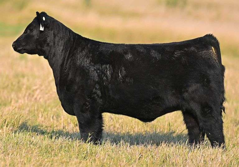 TAG F18 HEIFER