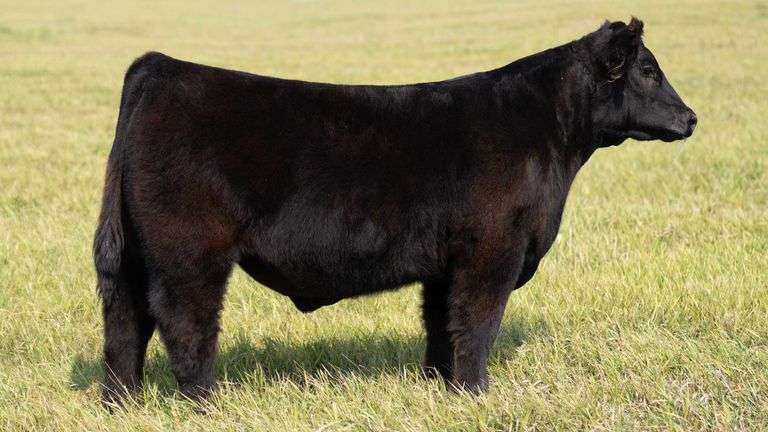 TAG 53 STEER