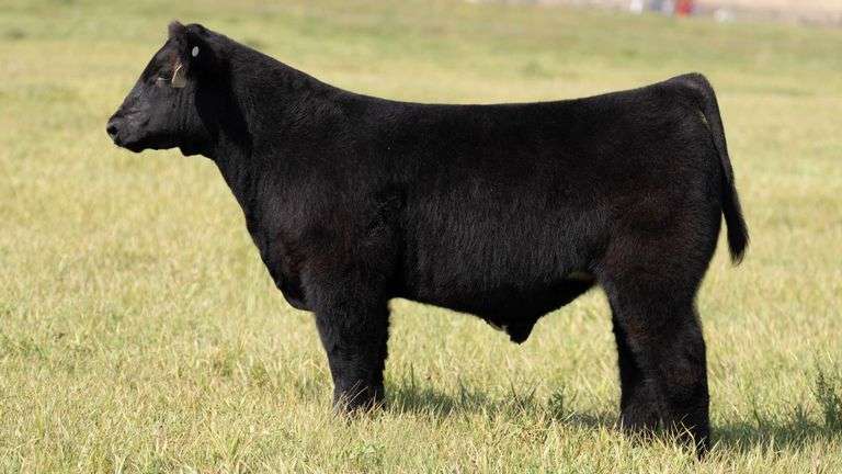TAG 55 STEER