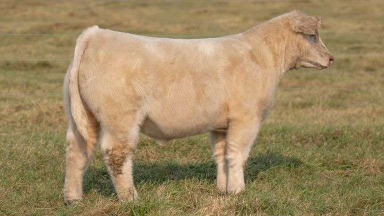 TAG 40 STEER