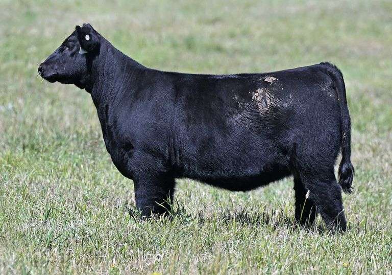 TAG D12 HEIFER