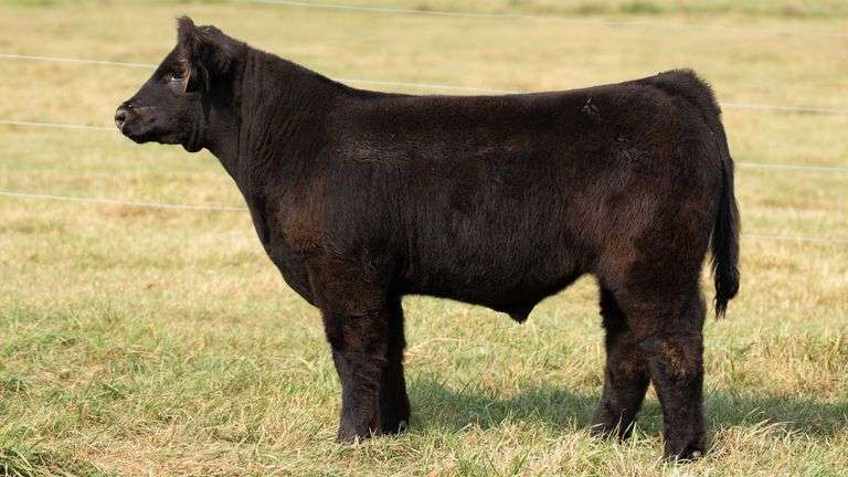 TAG 20 STEER