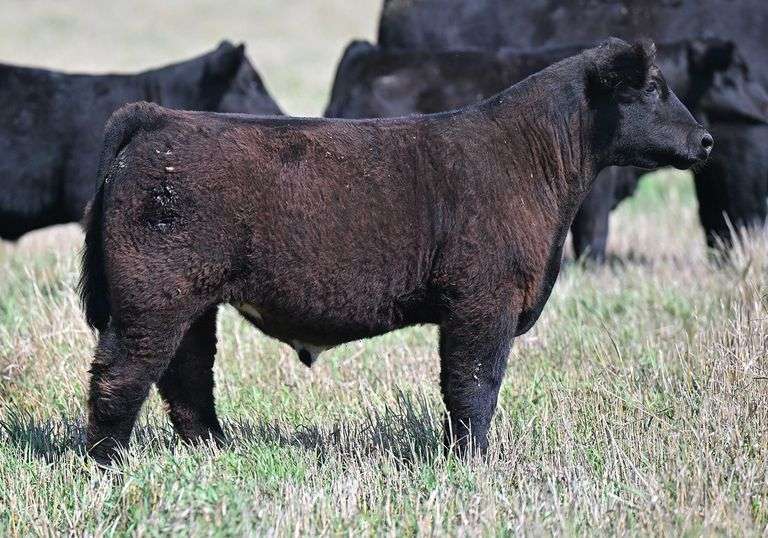 TAG C401 STEER