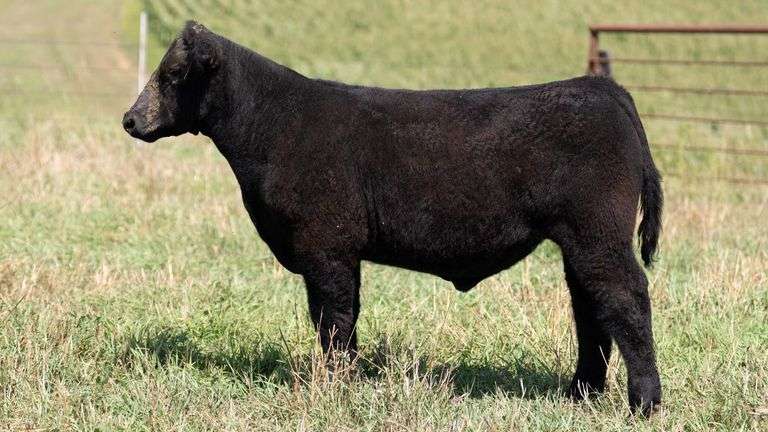 TAG 37 STEER