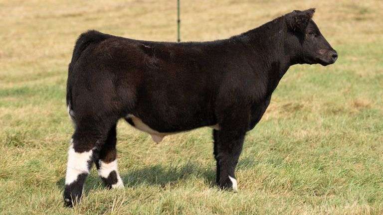 TAG 2 STEER