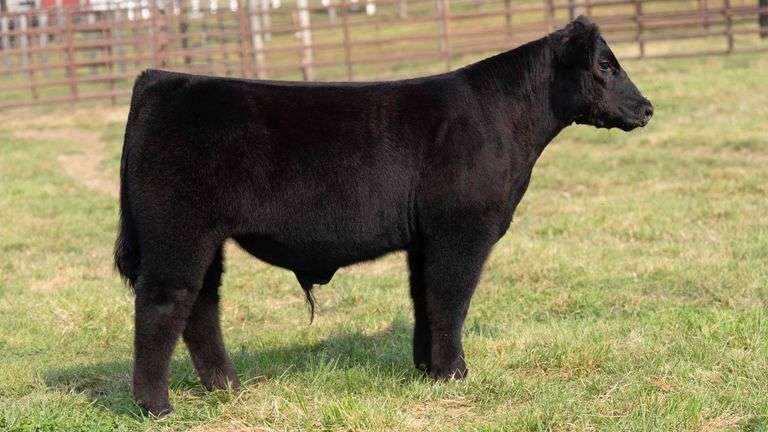 TAG 13 STEER