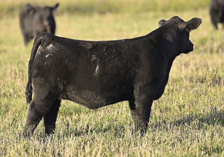 TAG G39 HEIFER