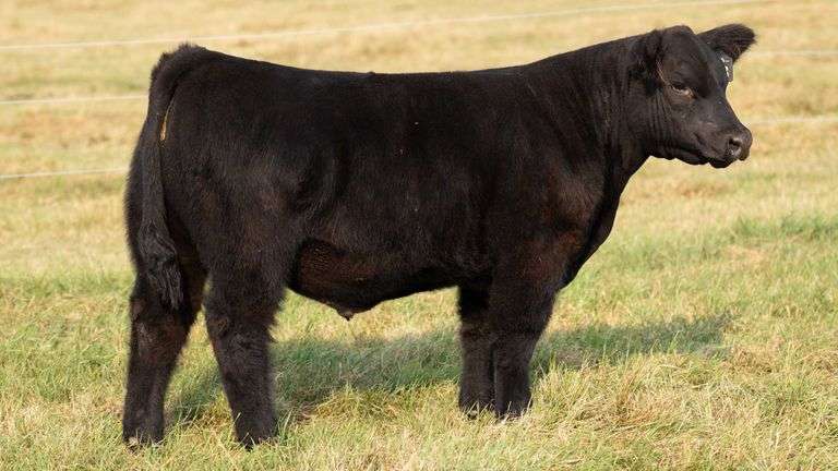 TAG 38 STEER