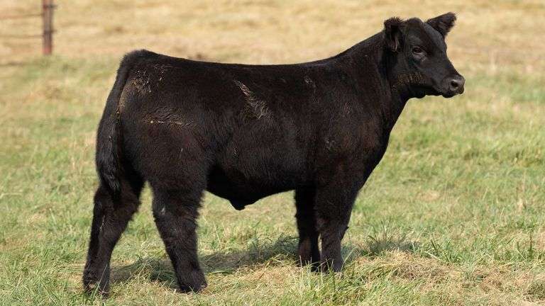 TAG 7 STEER