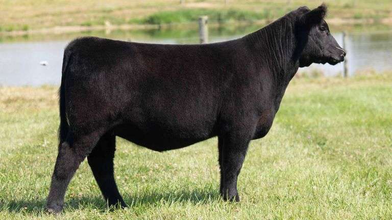 TAG 23 HEIFER