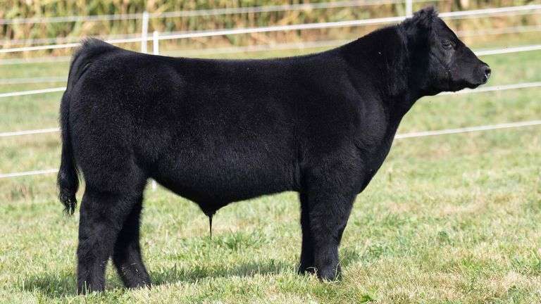 TAG 11 STEER