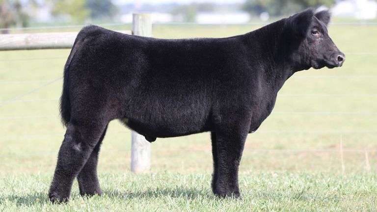 TAG 3 STEER