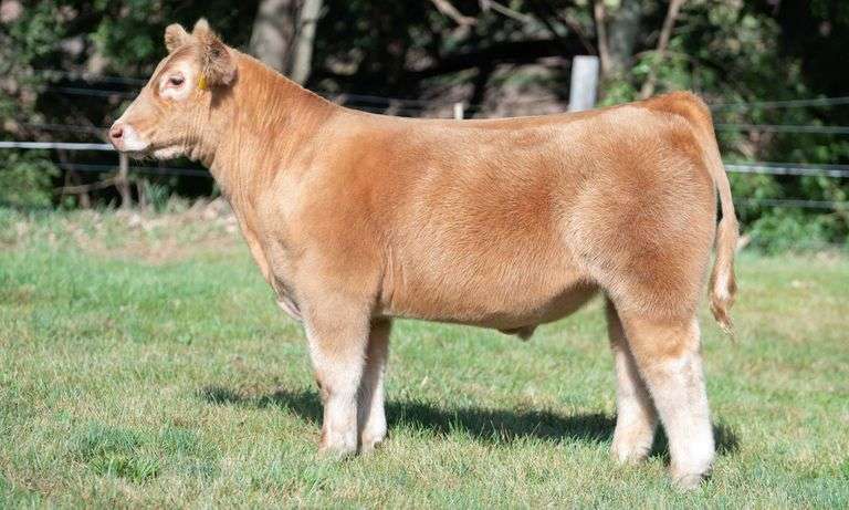 TAG 890 STEER