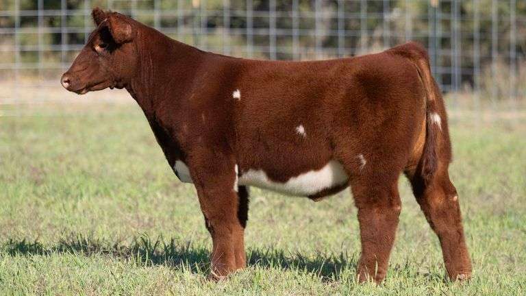 TAG 6 STEER