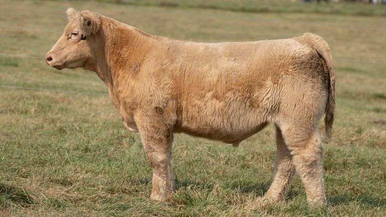 TAG 32 STEER