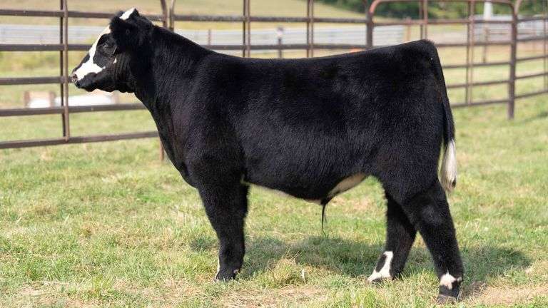 TAG 8 STEER