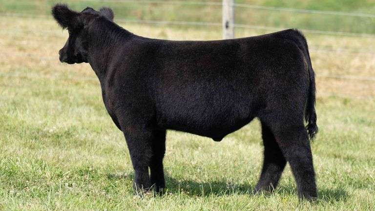 TAG 37 STEER