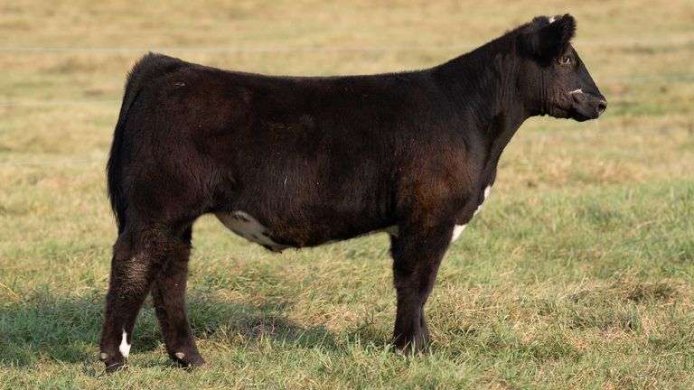 TAG 36 STEER