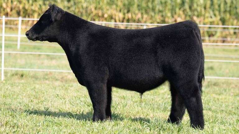 TAG 4 STEER