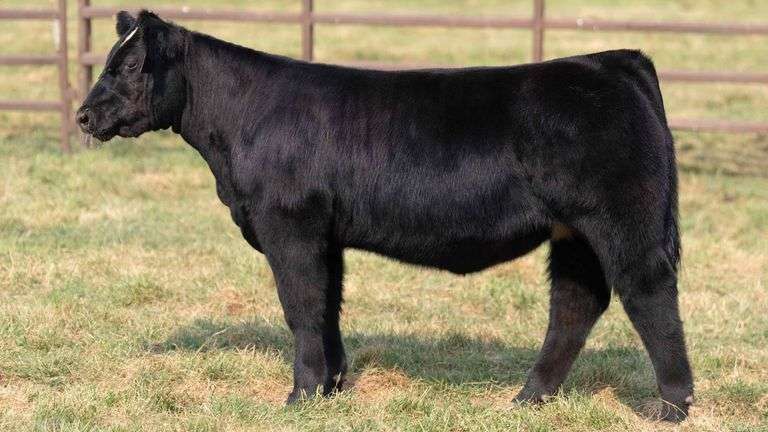 TAG 29 HEIFER