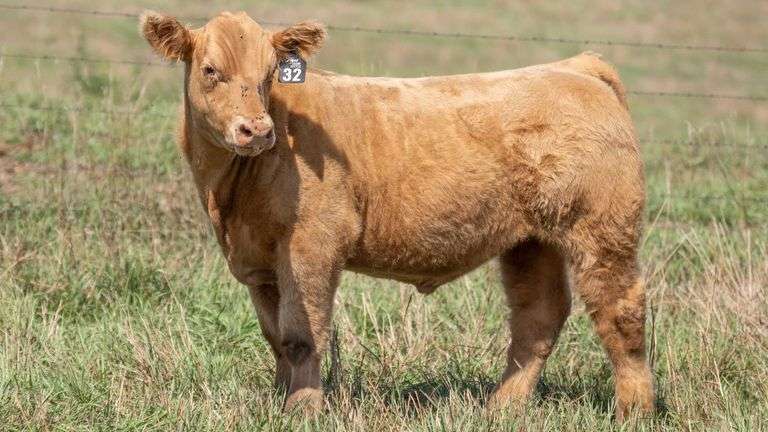 TAG 32 STEER