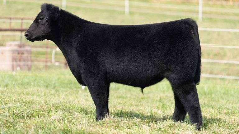 TAG 2 STEER