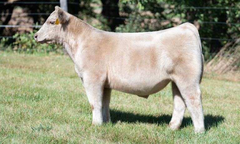 TAG 196 STEER