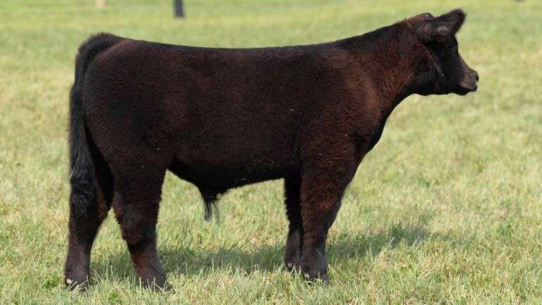 TAG 35 STEER