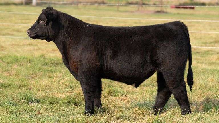 TAG 51 STEER