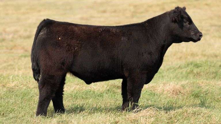 TAG 50 STEER