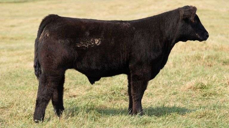 TAG 27 STEER