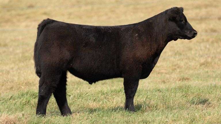 TAG 5 STEER