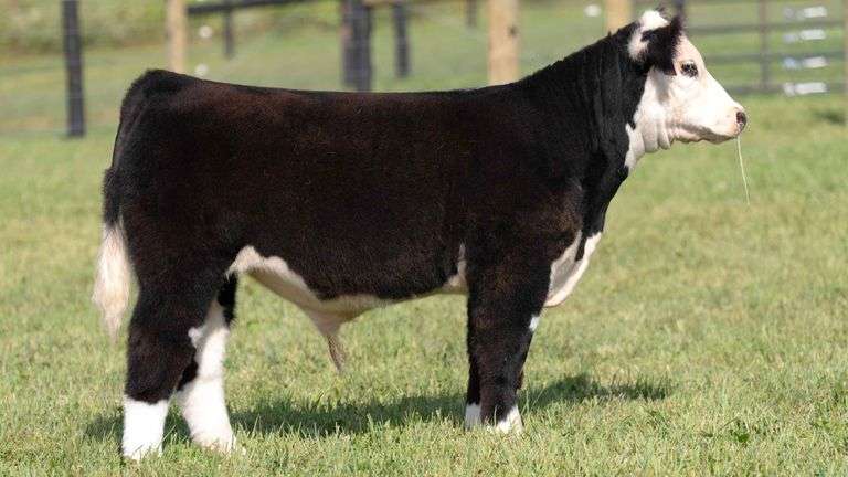 TAG 15 STEER