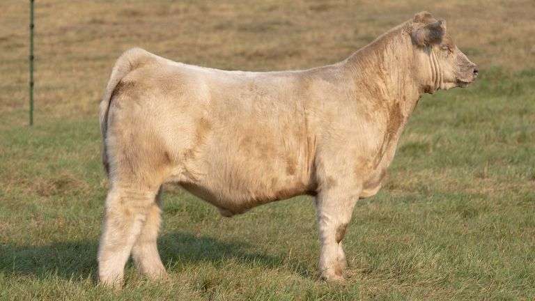 TAG 29 STEER