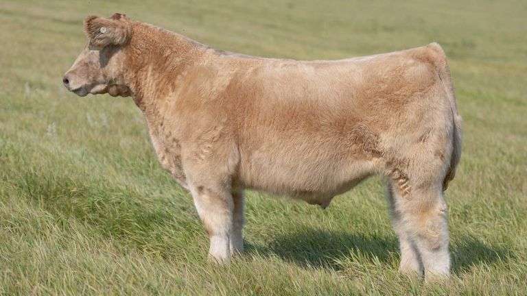 TAG 58 STEER