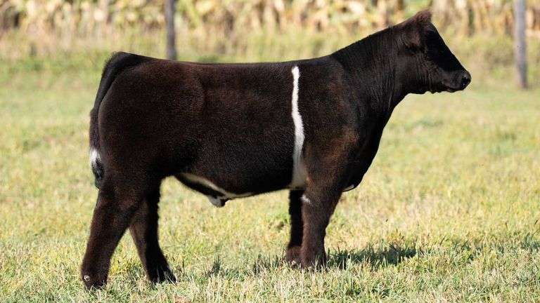 TAG 96 STEER