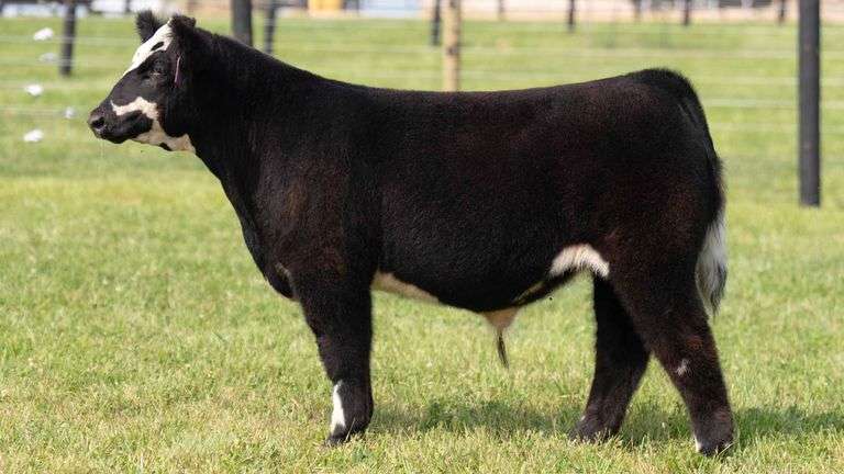 TAG 5 STEER