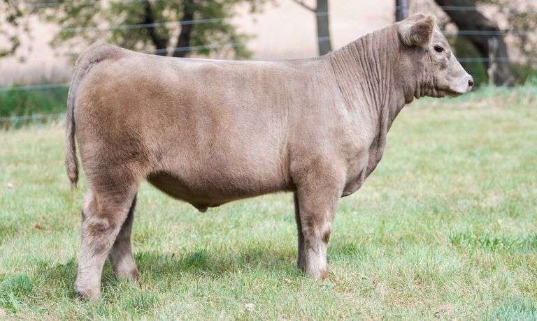 TAG 456 STEER