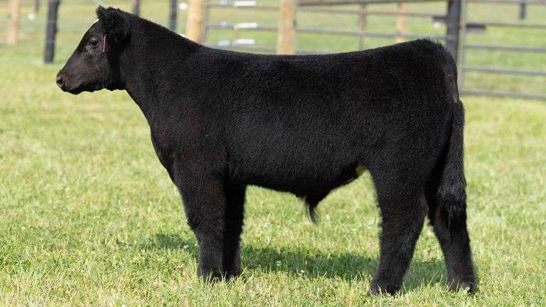 TAG 7 STEER